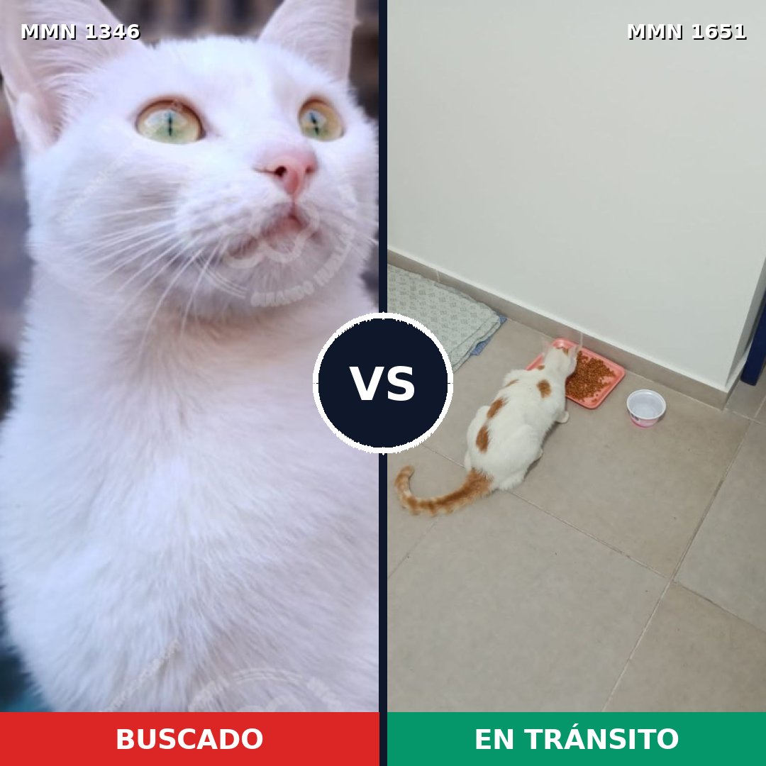Comparativa MMS 39801: mascota perdida y mascota encontrada, 43% de similitud