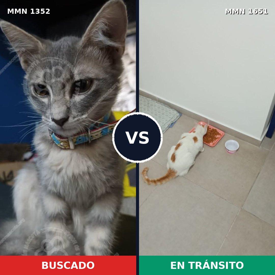 Comparativa MMS 39802: mascota perdida y mascota encontrada, 54% de similitud