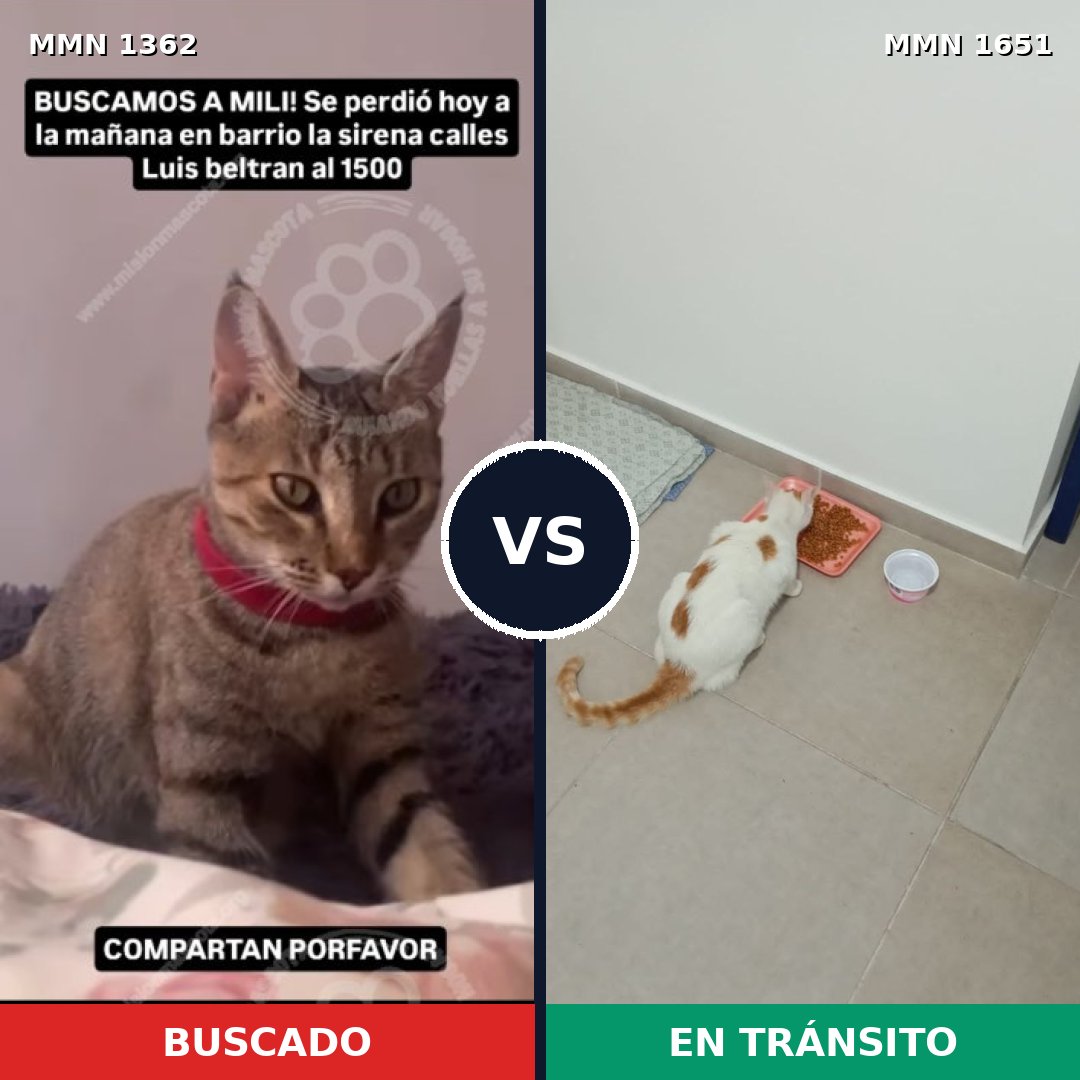 Comparativa MMS 39803: mascota perdida y mascota encontrada, 53% de similitud