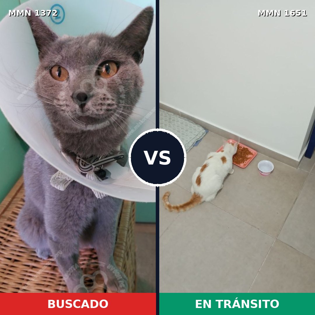 Comparativa MMS 39805: mascota perdida y mascota encontrada, 56% de similitud