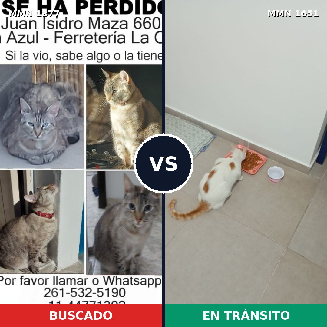 Comparativa MMS 39806: mascota perdida y mascota encontrada, 31% de similitud