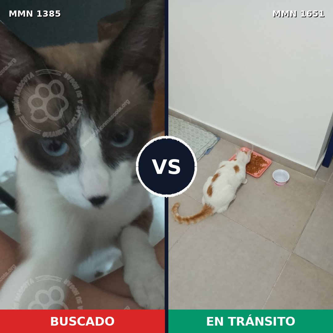 Comparativa MMS 39808: mascota perdida y mascota encontrada, 36% de similitud