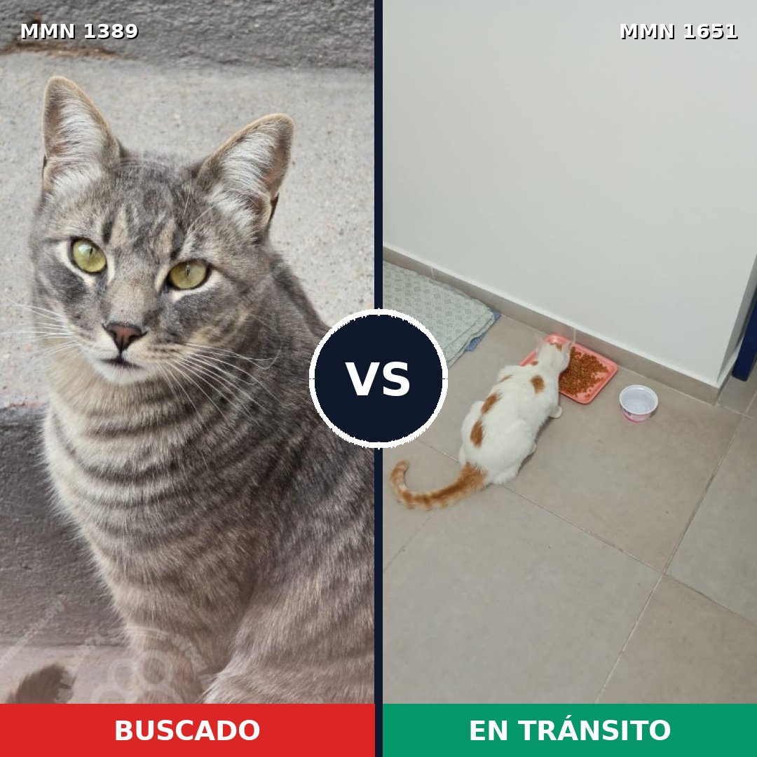 Comparativa MMS 39809: mascota perdida y mascota encontrada, 50% de similitud