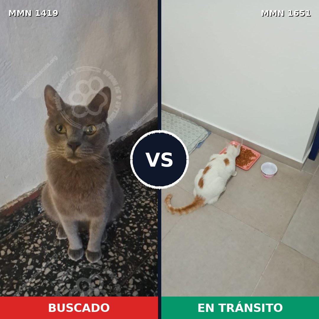 Comparativa MMS 39812: mascota perdida y mascota encontrada, 55% de similitud