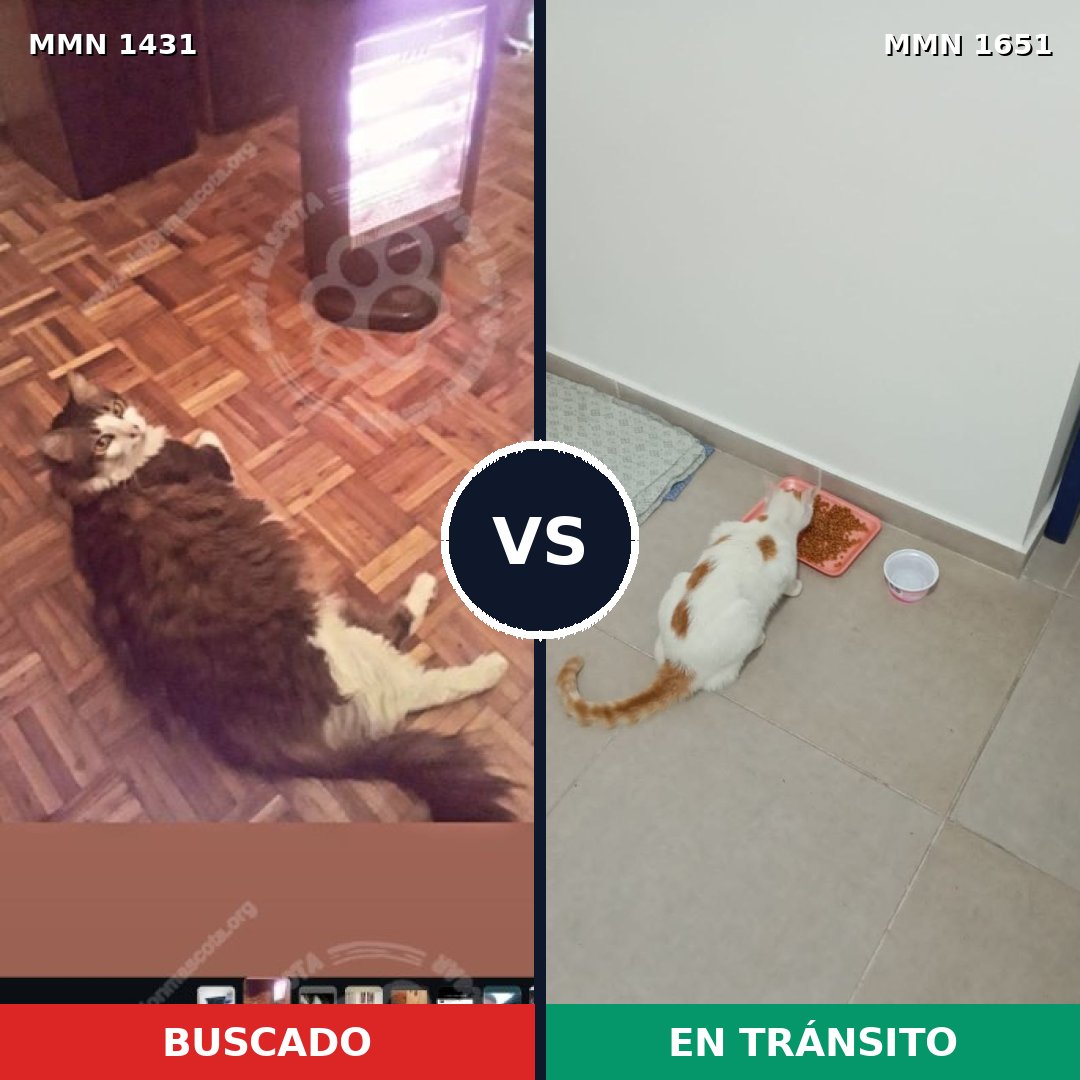 Comparativa MMS 39814: mascota perdida y mascota encontrada, 50% de similitud