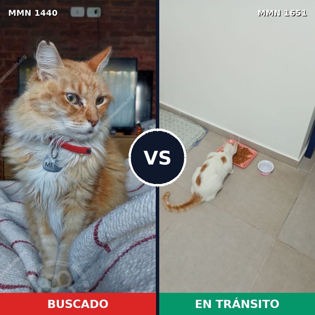 Comparativa MMS 39815: mascota perdida y mascota encontrada, 36% de similitud