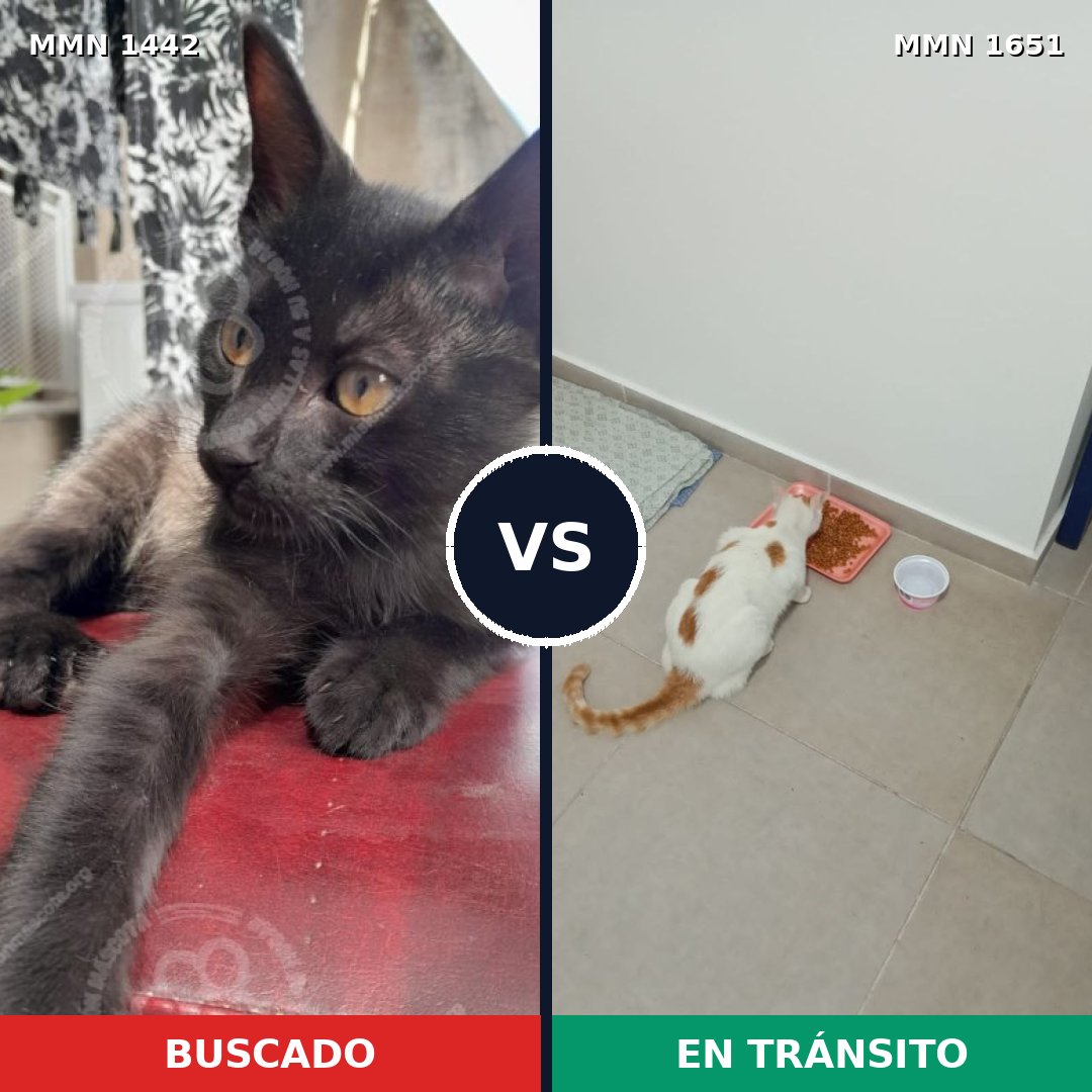 Comparativa MMS 39816: mascota perdida y mascota encontrada, 50% de similitud