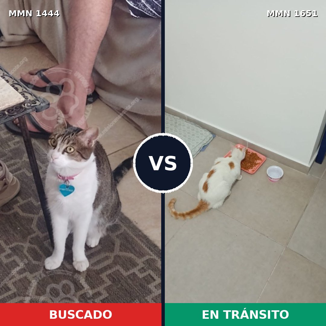 Comparativa MMS 39817: mascota perdida y mascota encontrada, 47% de similitud