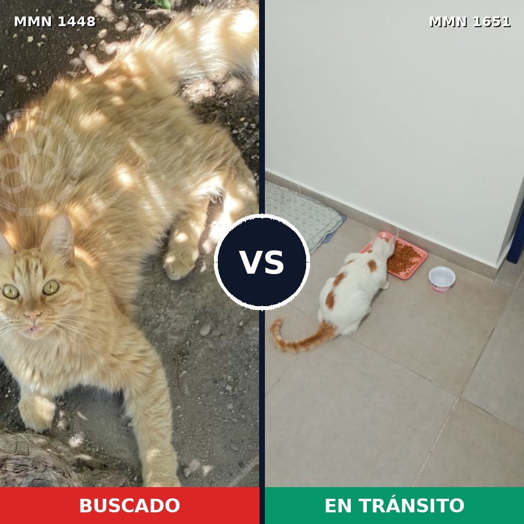 Comparativa MMS 39818: mascota perdida y mascota encontrada, 61% de similitud
