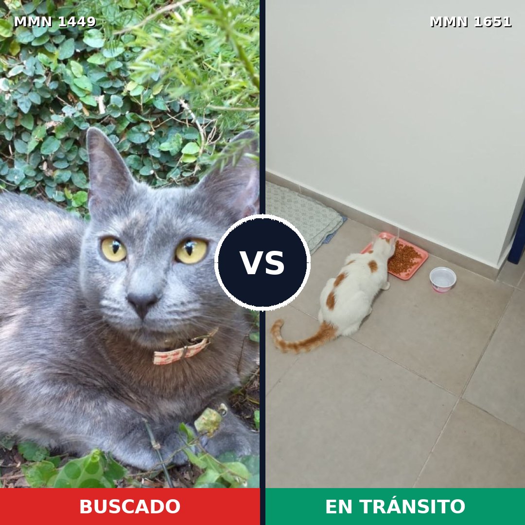 Comparativa MMS 39819: mascota perdida y mascota encontrada, 53% de similitud