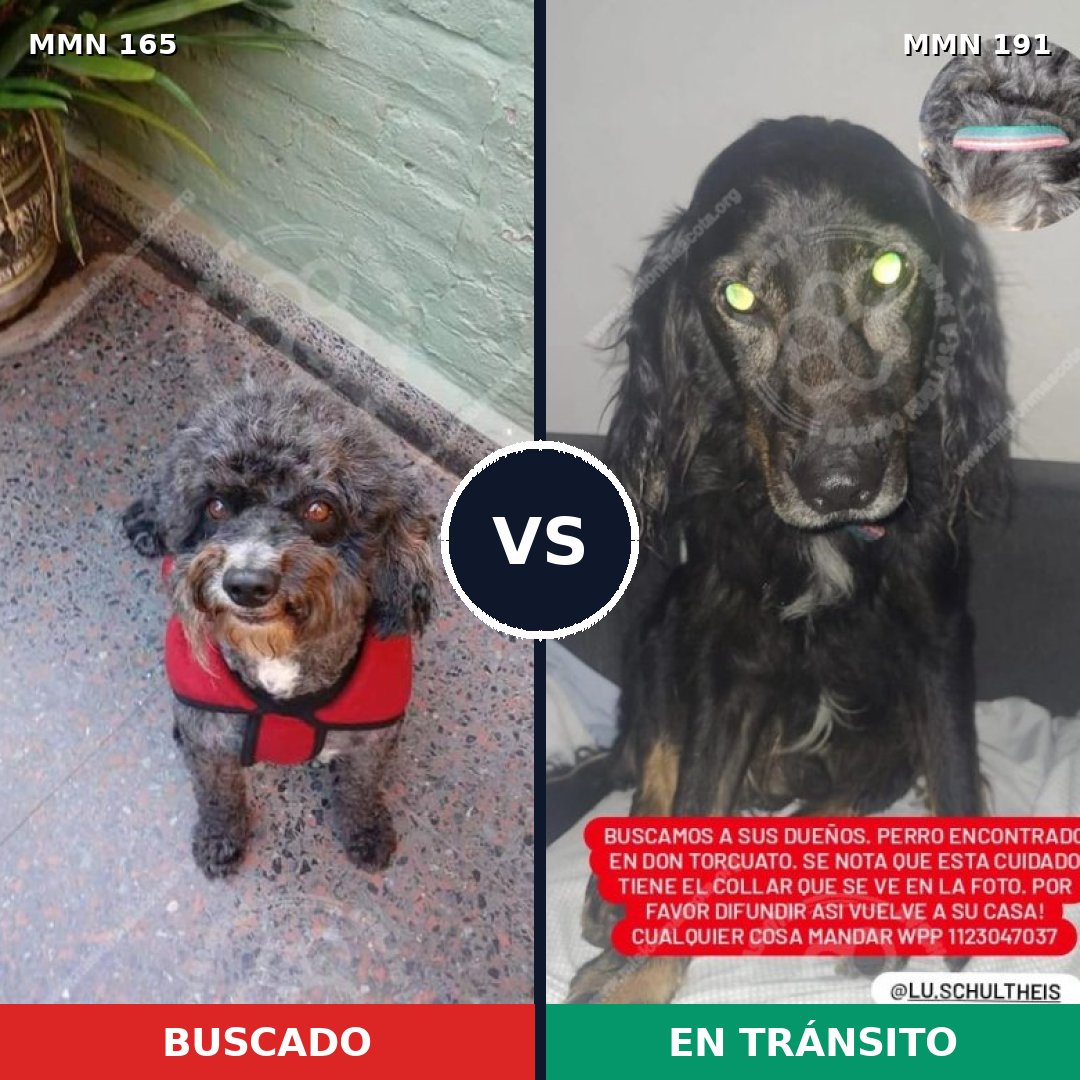 Comparativa MMS 3982: mascota perdida y mascota encontrada, 32% de similitud