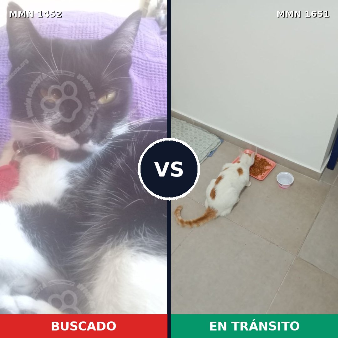 Comparativa MMS 39820: mascota perdida y mascota encontrada, 45% de similitud