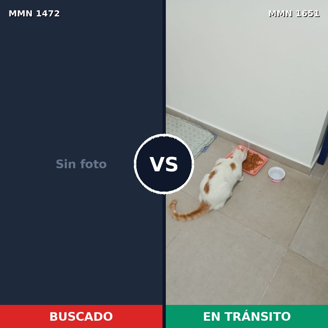 Comparativa MMS 39825: mascota perdida y mascota encontrada, 60% de similitud