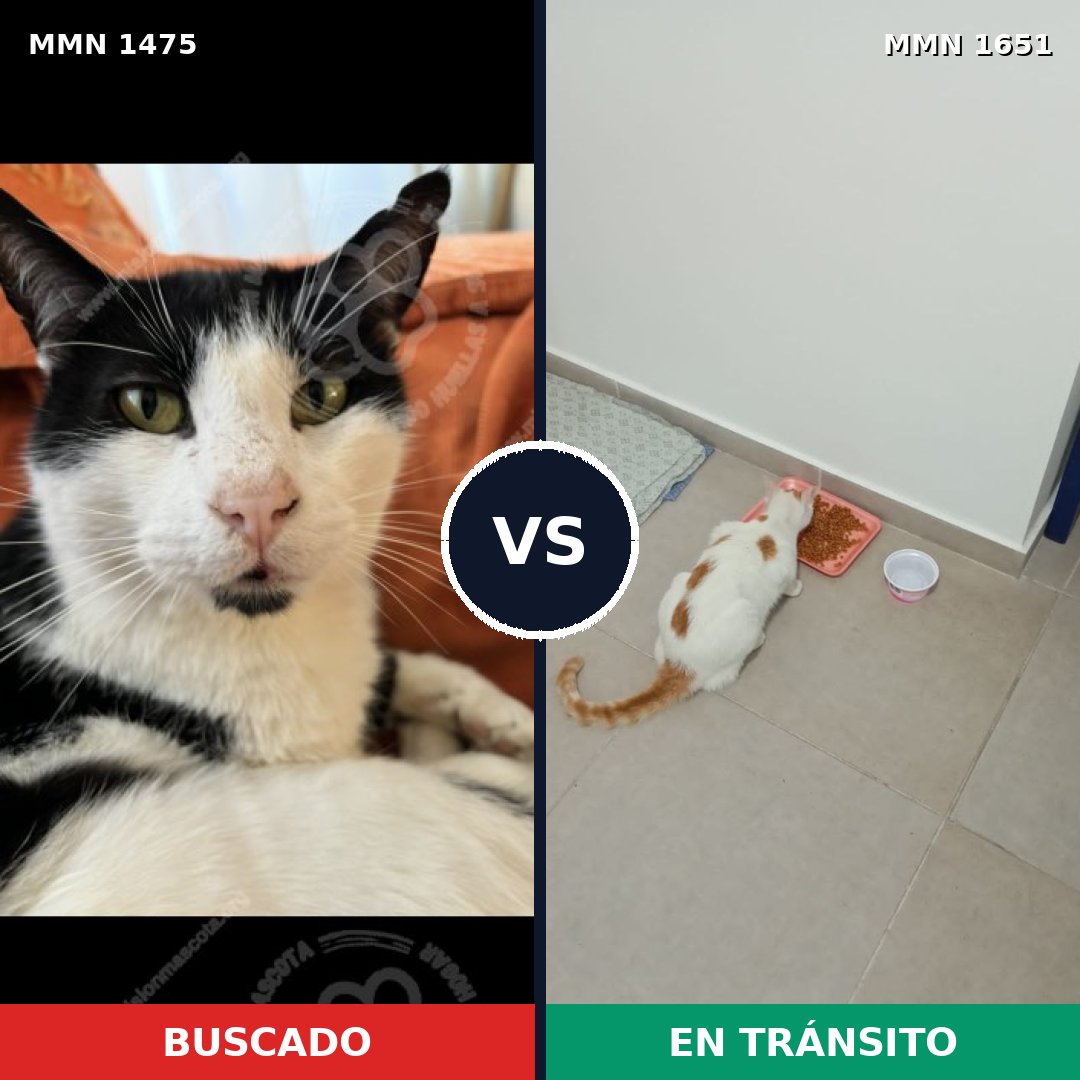 Comparativa MMS 39828: mascota perdida y mascota encontrada, 57% de similitud