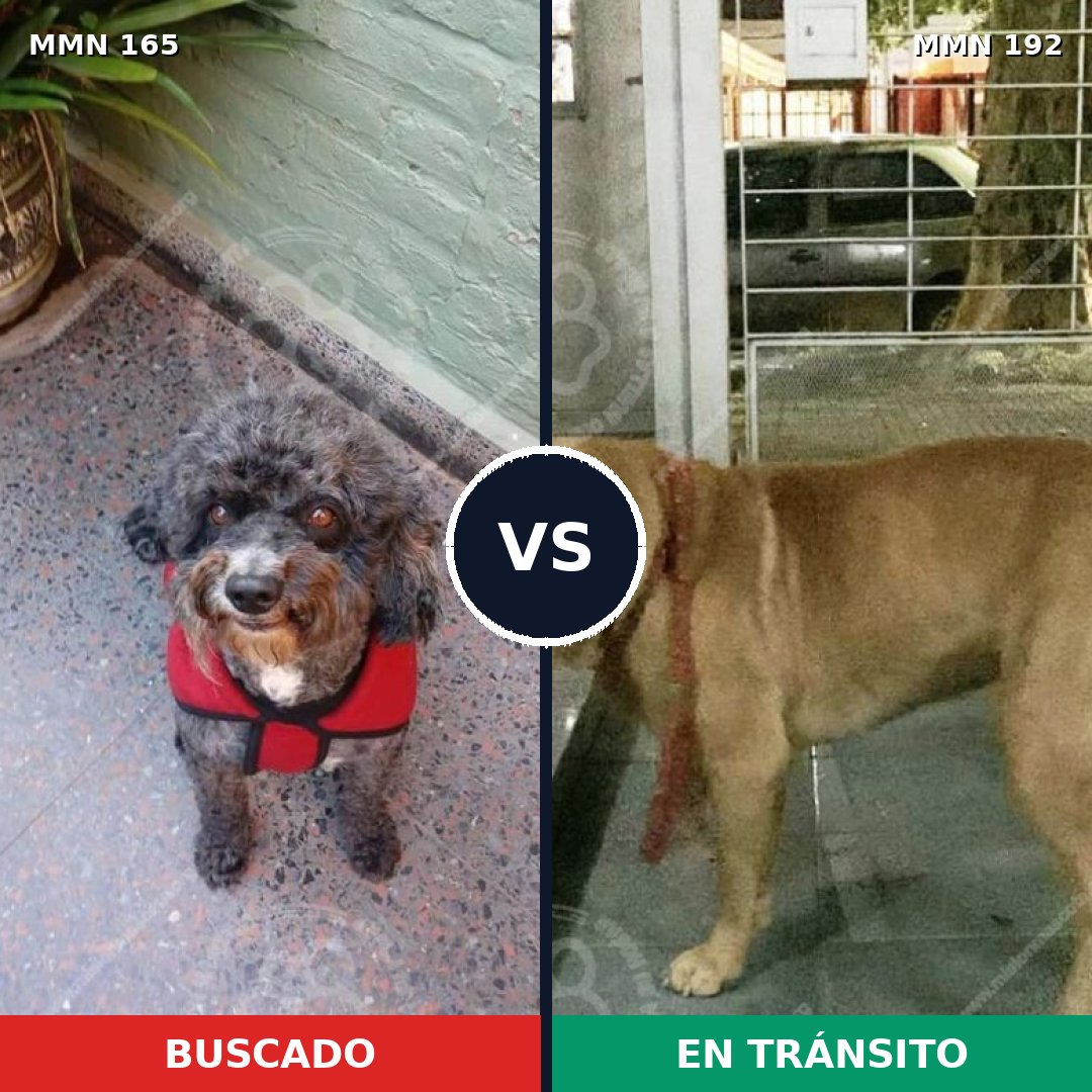 Comparativa MMS 3983: mascota perdida y mascota encontrada, 4% de similitud