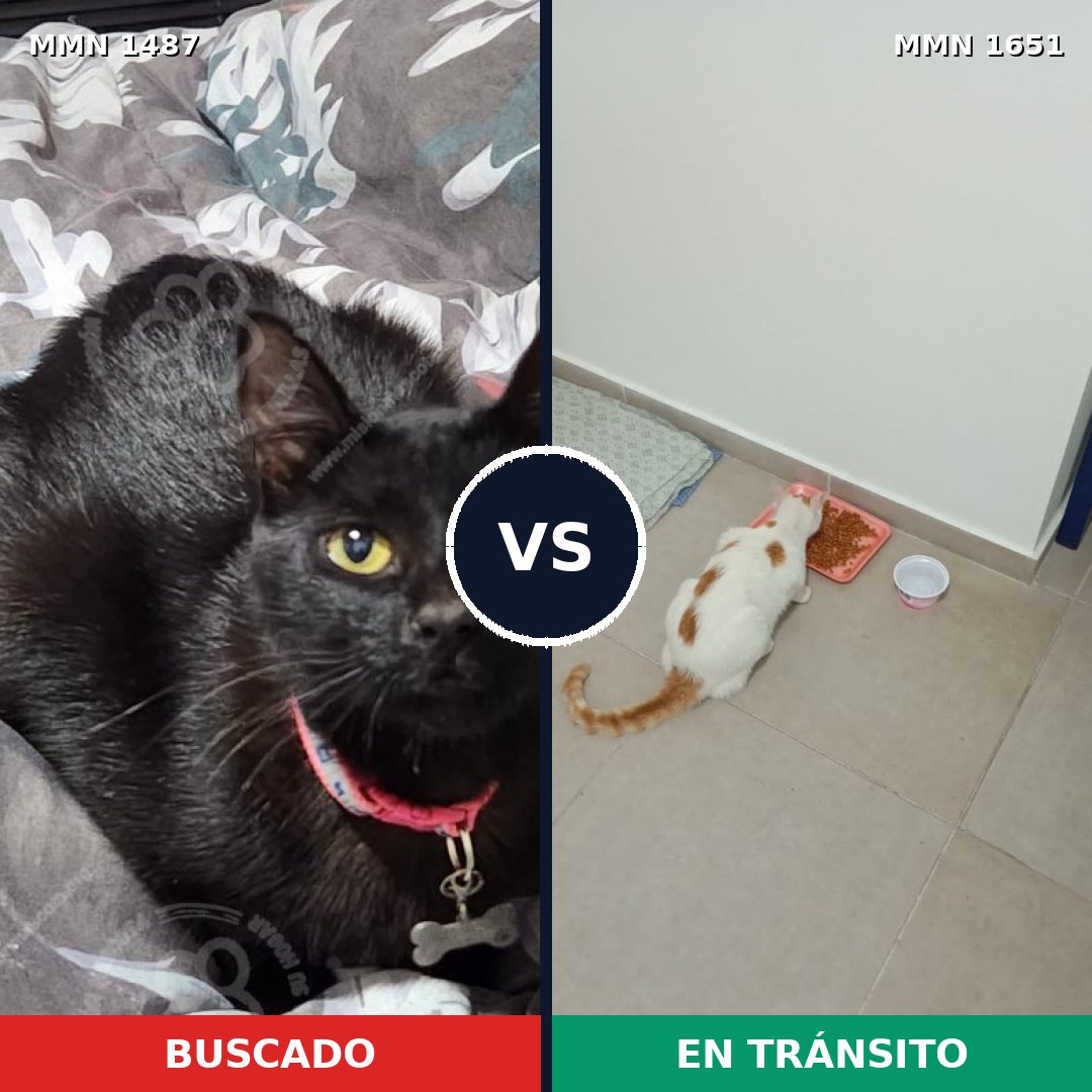 Comparativa MMS 39831: mascota perdida y mascota encontrada, 34% de similitud