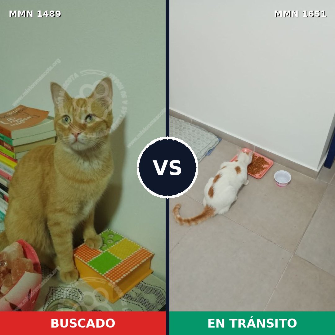 Comparativa MMS 39832: mascota perdida y mascota encontrada, 59% de similitud