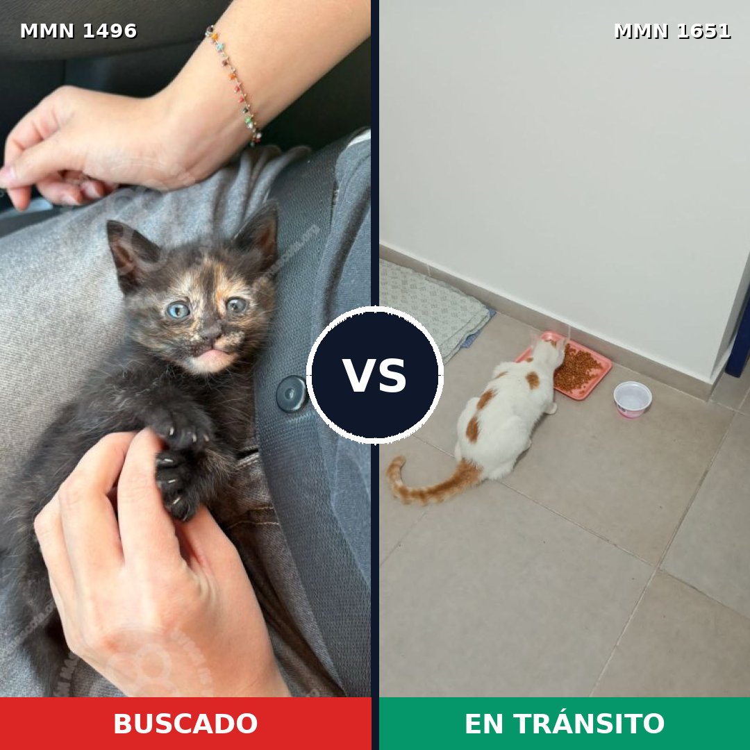 Comparativa MMS 39833: mascota perdida y mascota encontrada, 47% de similitud