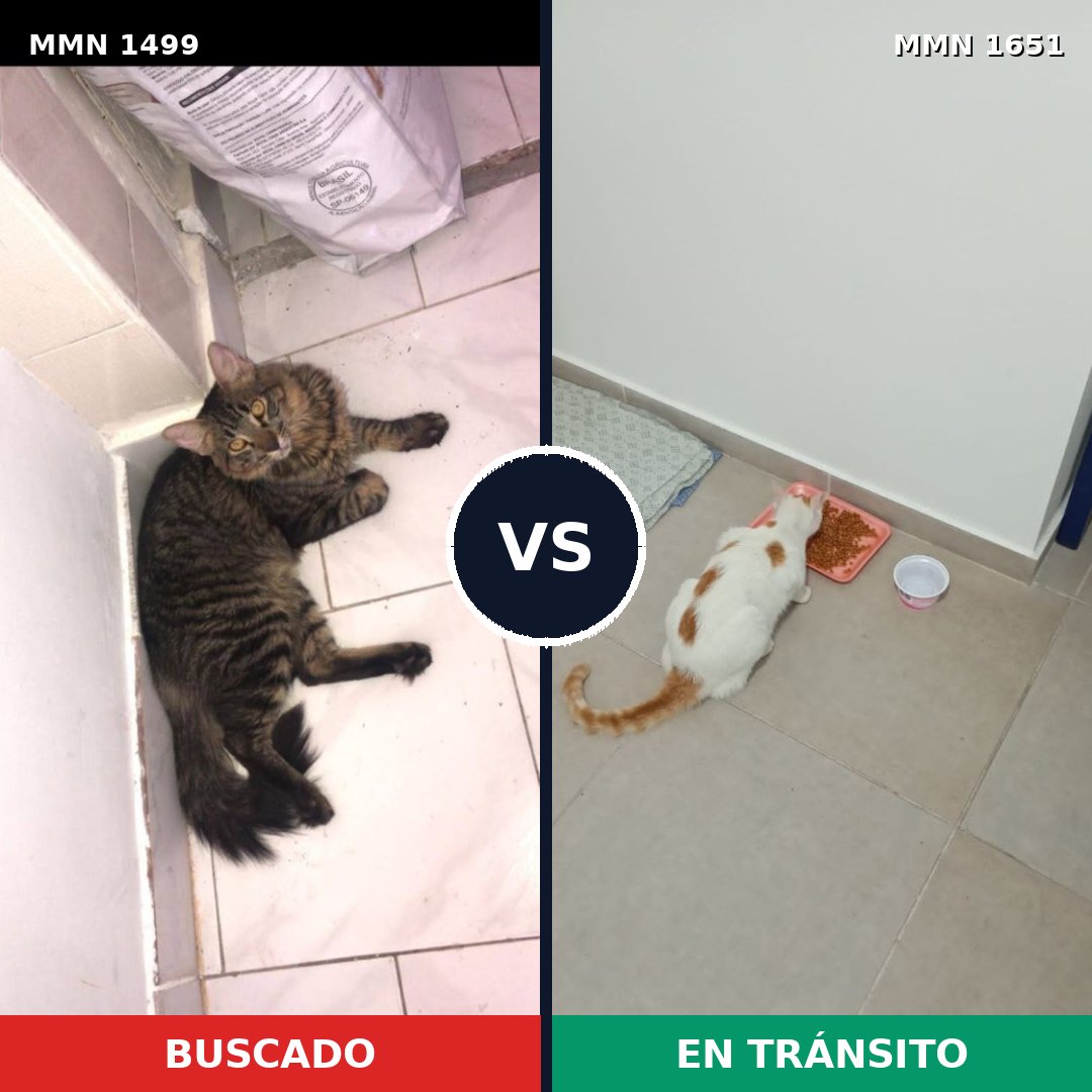 Comparativa MMS 39834: mascota perdida y mascota encontrada, 53% de similitud