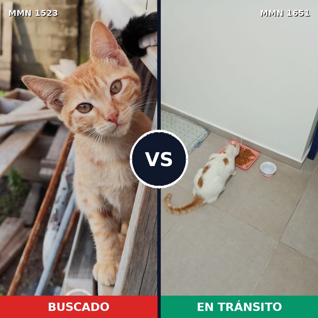 Comparativa MMS 39835: mascota perdida y mascota encontrada, 36% de similitud