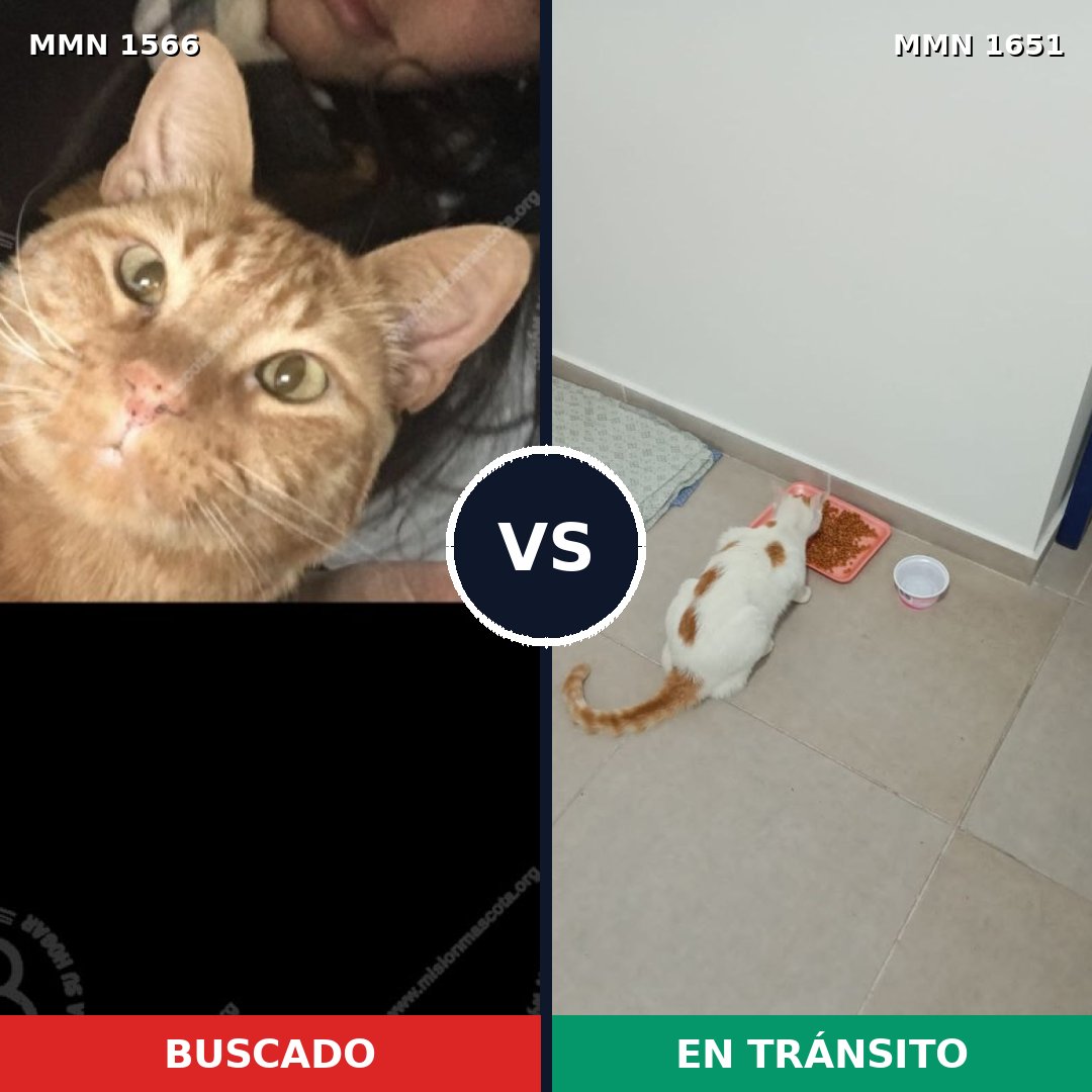 Comparativa MMS 39839: mascota perdida y mascota encontrada, 38% de similitud