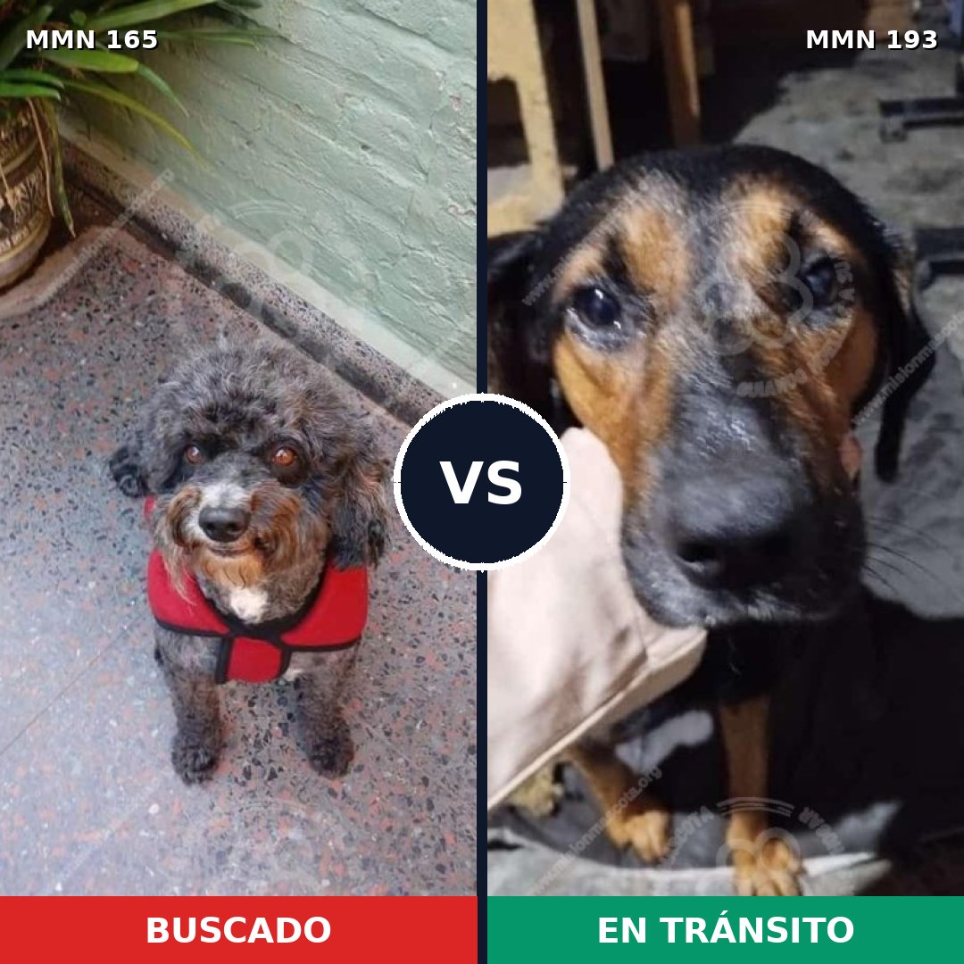 Comparativa MMS 3984: mascota perdida y mascota encontrada, 49% de similitud
