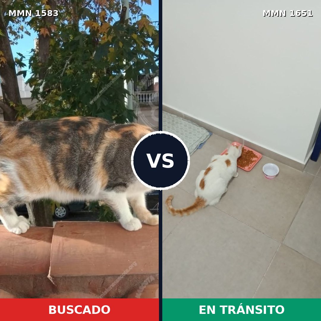 Comparativa MMS 39840: mascota perdida y mascota encontrada, 46% de similitud