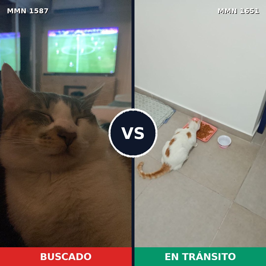 Comparativa MMS 39841: mascota perdida y mascota encontrada, 61% de similitud