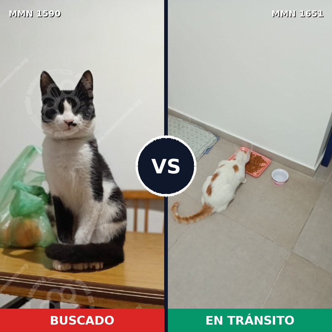 Comparativa MMS 39842: mascota perdida y mascota encontrada, 60% de similitud