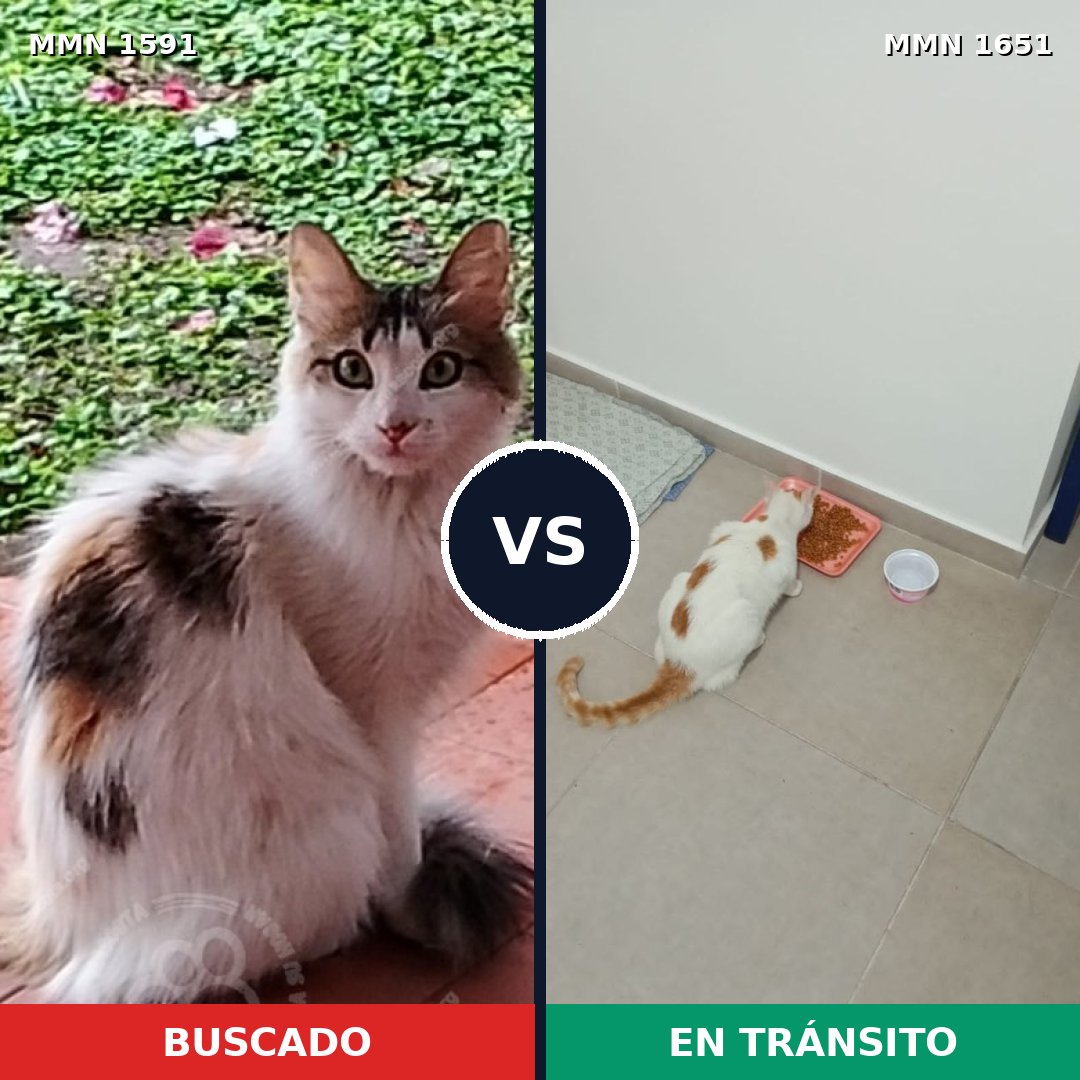 Comparativa MMS 39843: mascota perdida y mascota encontrada, 59% de similitud