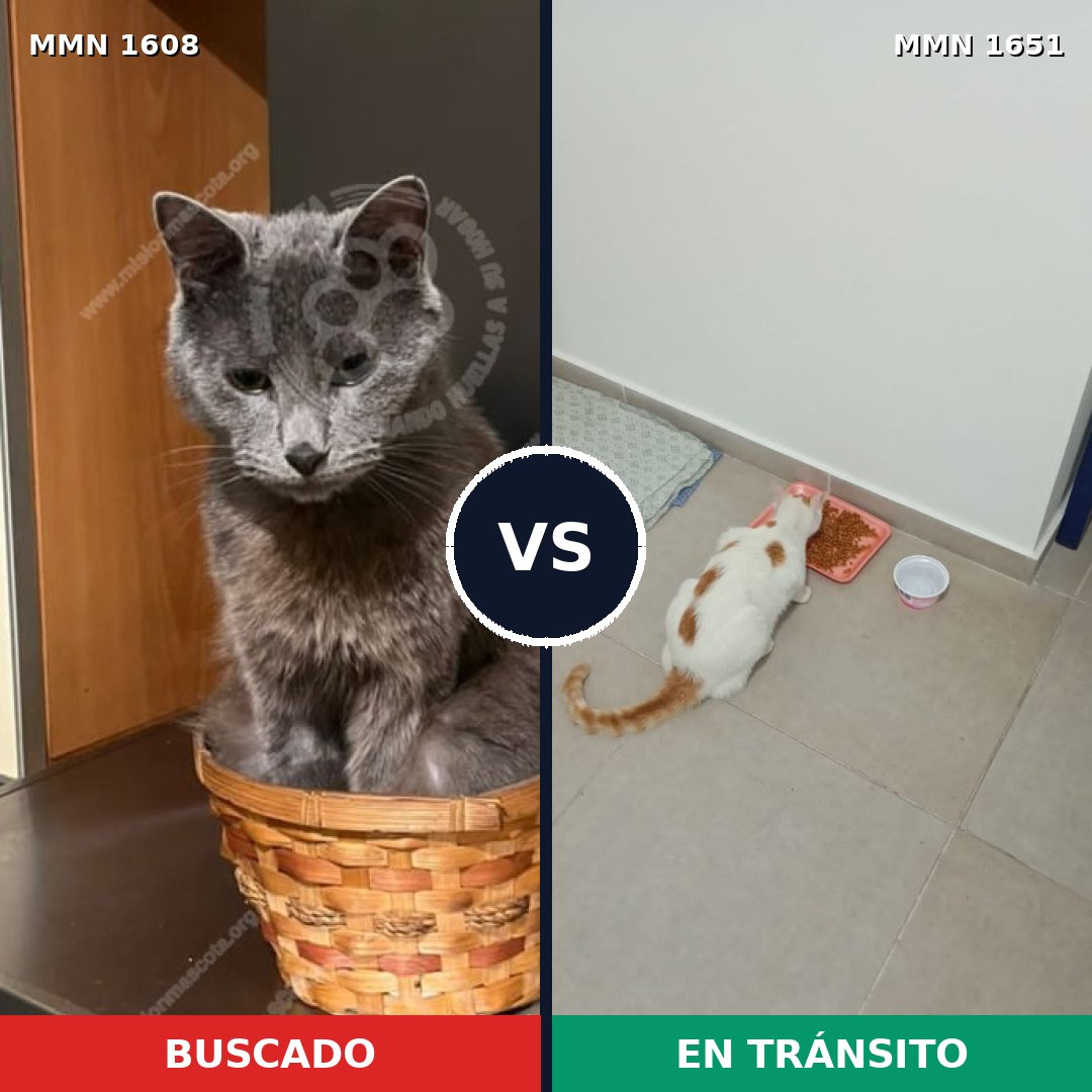 Comparativa MMS 39846: mascota perdida y mascota encontrada, 49% de similitud