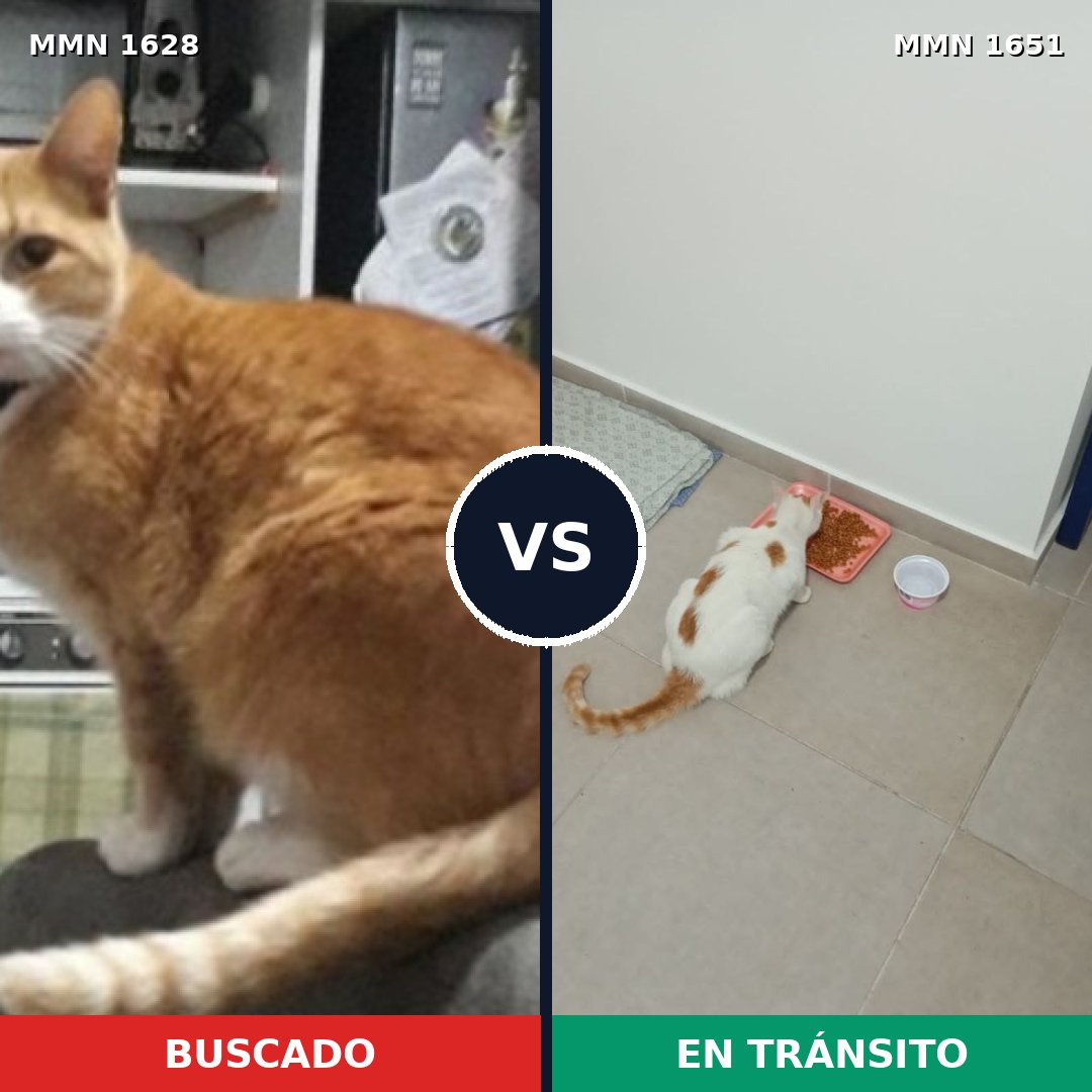 Comparativa MMS 39848: mascota perdida y mascota encontrada, 57% de similitud