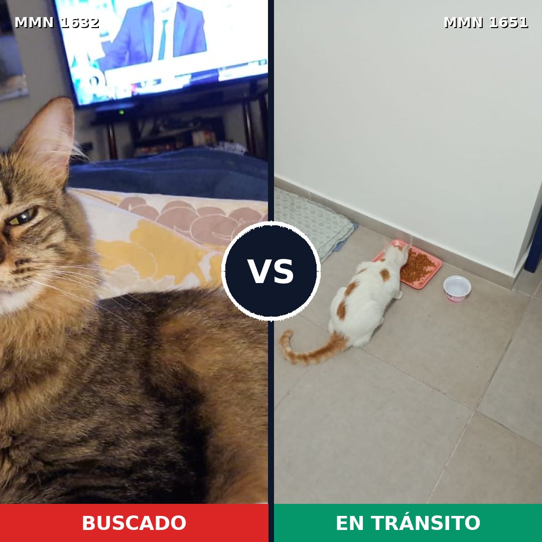 Comparativa MMS 39849: mascota perdida y mascota encontrada, 42% de similitud