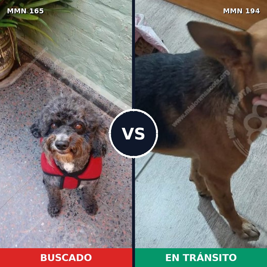Comparativa MMS 3985: mascota perdida y mascota encontrada, 48% de similitud