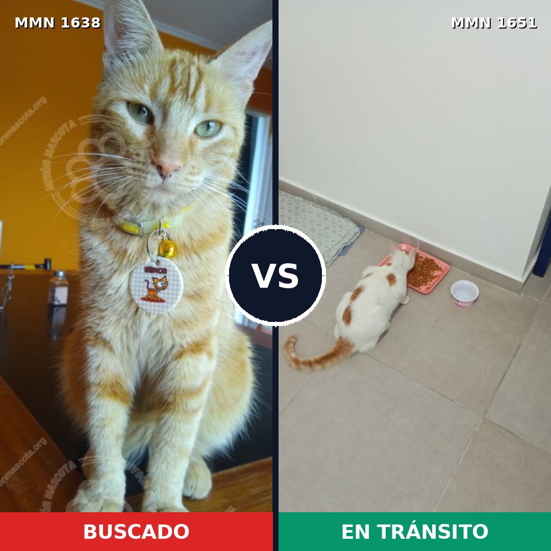 Comparativa MMS 39850: mascota perdida y mascota encontrada, 58% de similitud