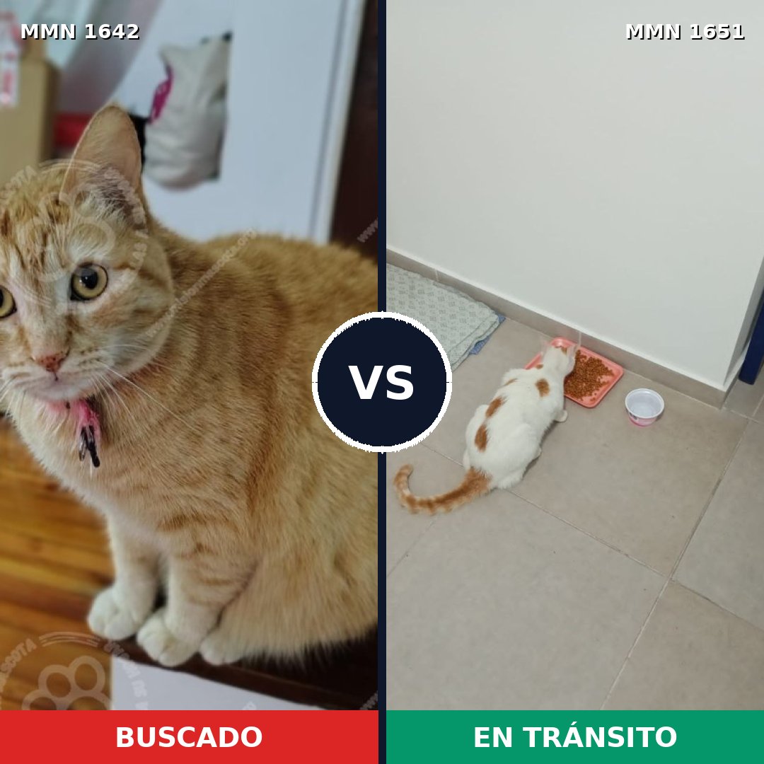 Comparativa MMS 39851: mascota perdida y mascota encontrada, 58% de similitud