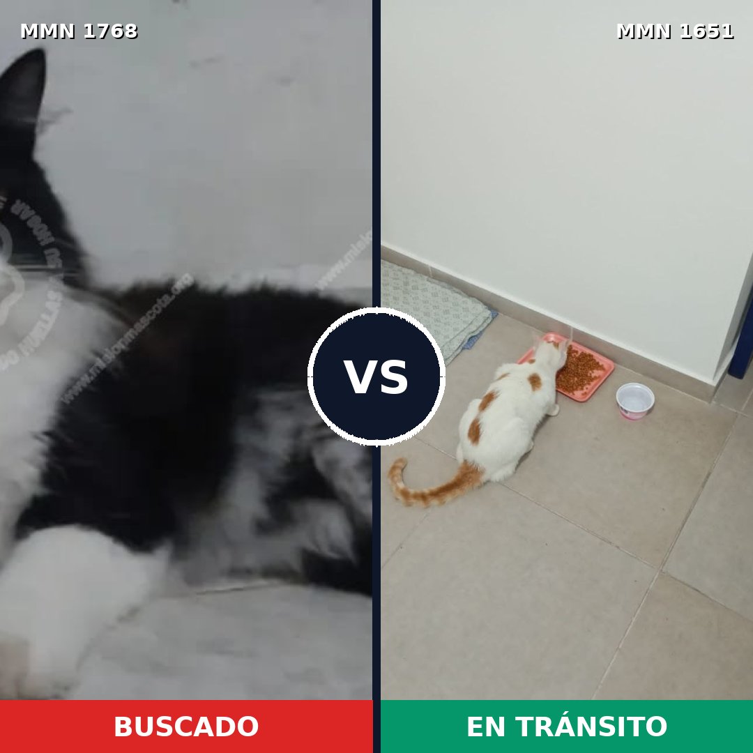 Comparativa MMS 39852: mascota perdida y mascota encontrada, 59% de similitud