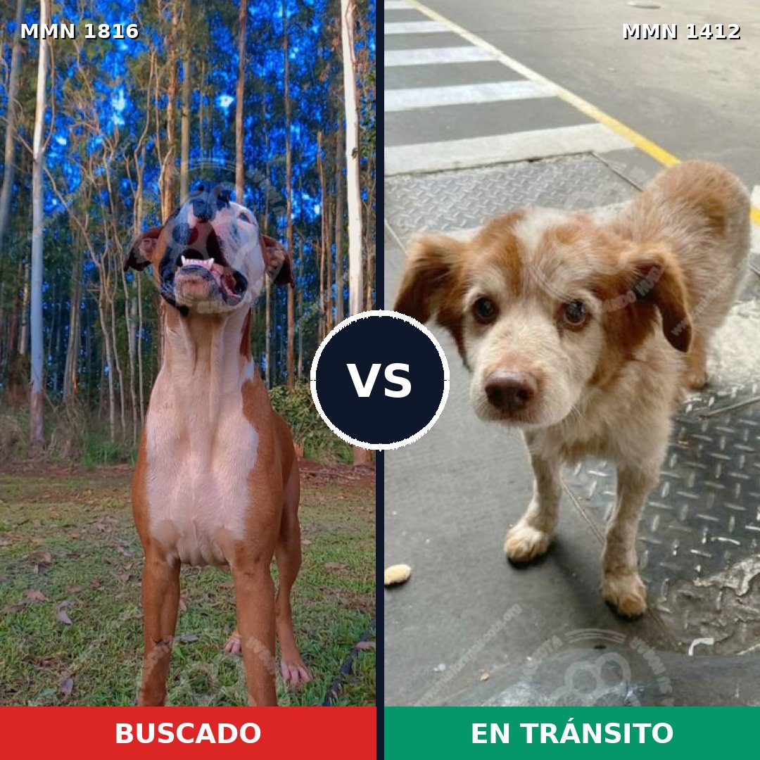 Comparativa MMS 39854: mascota perdida y mascota encontrada, 58% de similitud