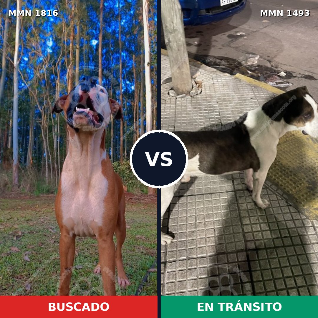 Comparativa MMS 39856: mascota perdida y mascota encontrada, 68% de similitud