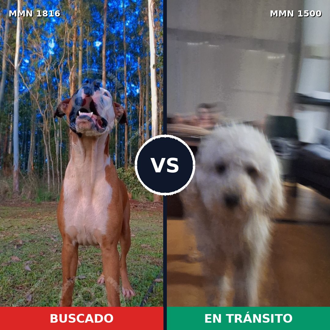 Comparativa MMS 39857: mascota perdida y mascota encontrada, 30% de similitud
