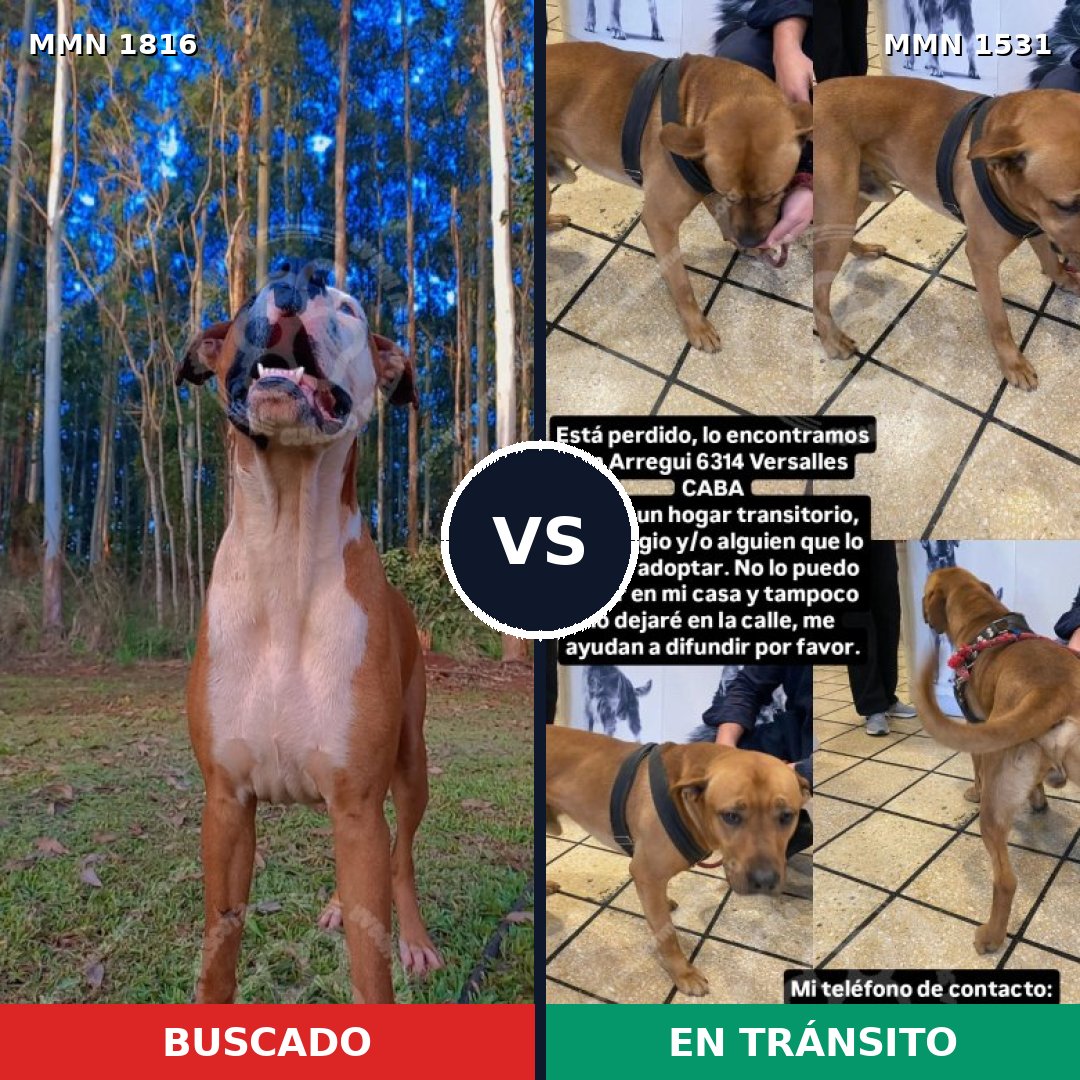 Comparativa MMS 39862: mascota perdida y mascota encontrada, 49% de similitud