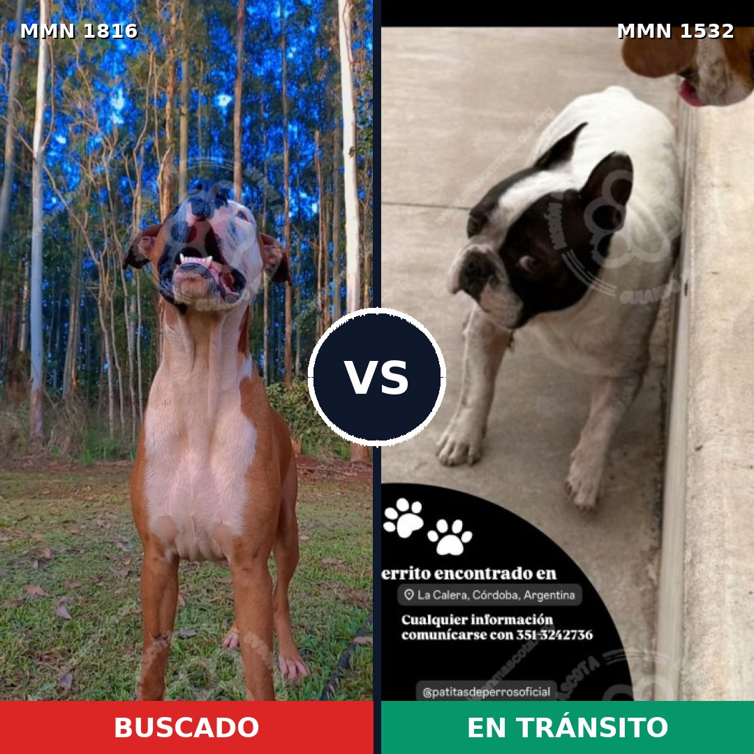 Comparativa MMS 39863: mascota perdida y mascota encontrada, 68% de similitud