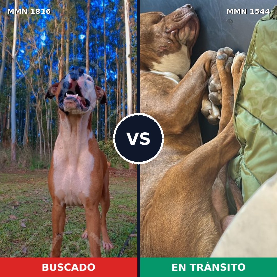 Comparativa MMS 39865: mascota perdida y mascota encontrada, 36% de similitud