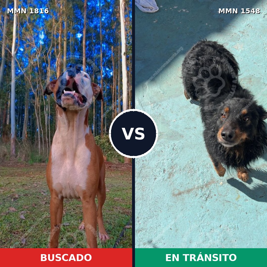 Comparativa MMS 39866: mascota perdida y mascota encontrada, 61% de similitud