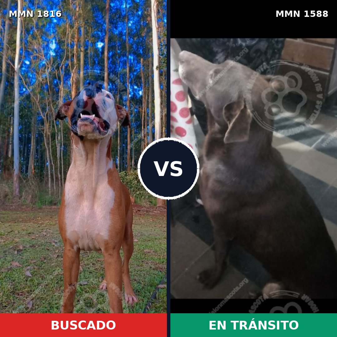 Comparativa MMS 39869: mascota perdida y mascota encontrada, 54% de similitud