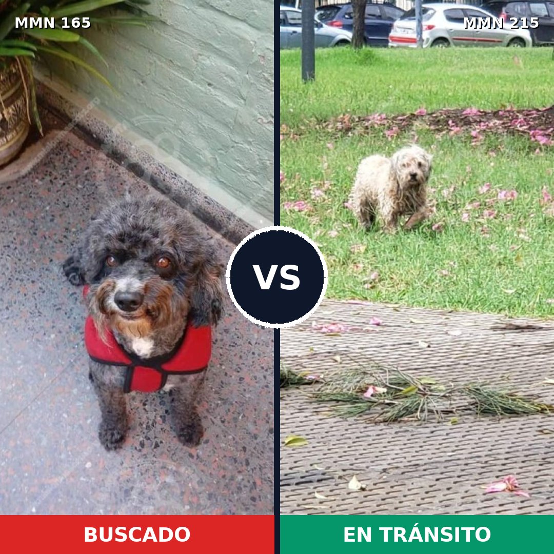 Comparativa MMS 3987: mascota perdida y mascota encontrada, 21% de similitud