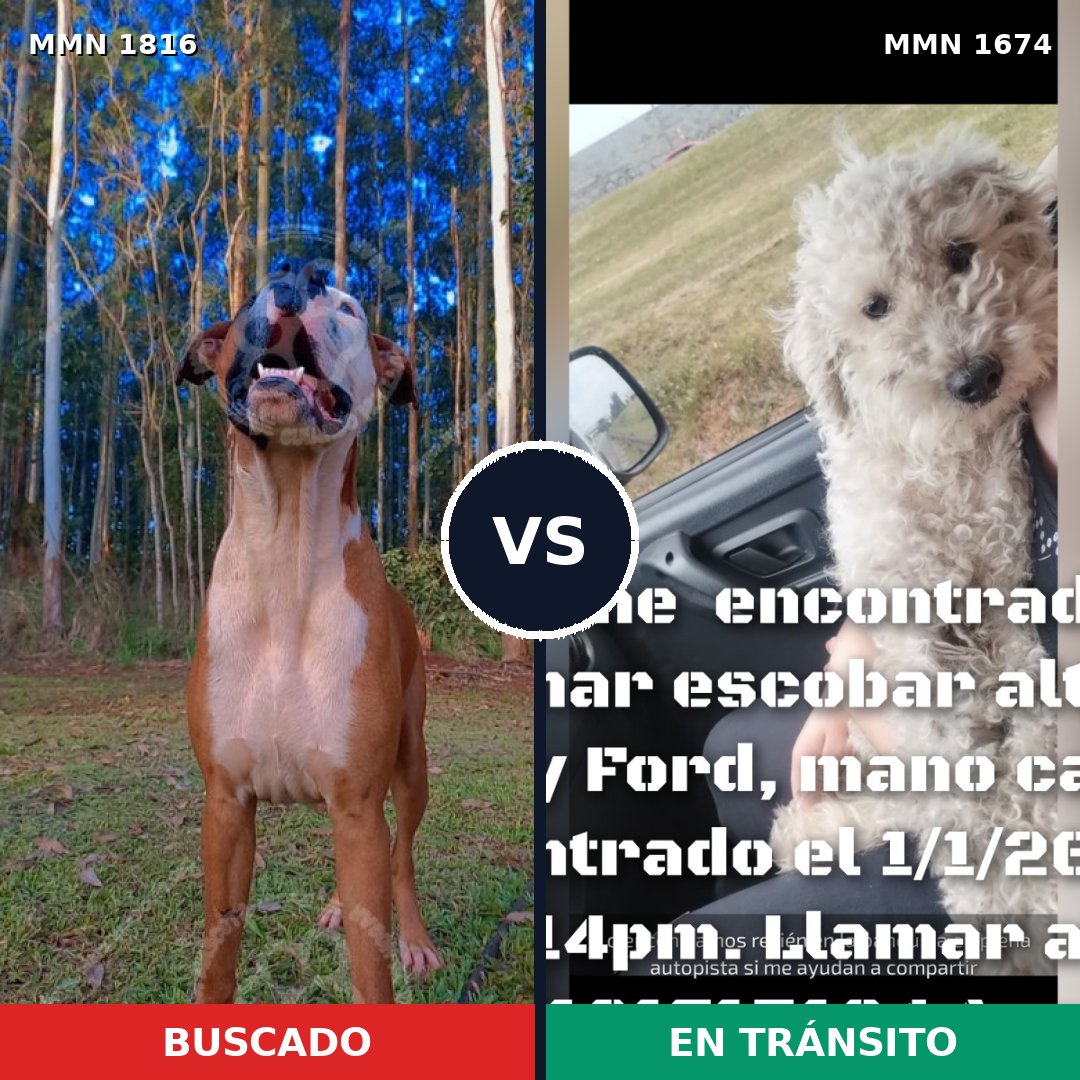 Comparativa MMS 39876: mascota perdida y mascota encontrada, 48% de similitud