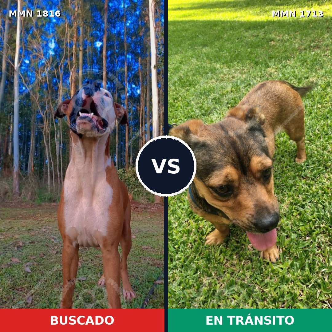 Comparativa MMS 39880: mascota perdida y mascota encontrada, 56% de similitud