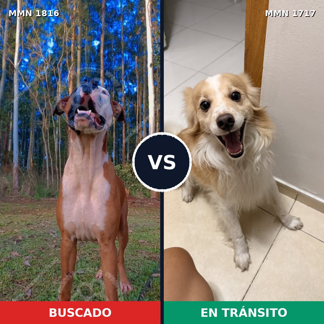Comparativa MMS 39881: mascota perdida y mascota encontrada, 56% de similitud