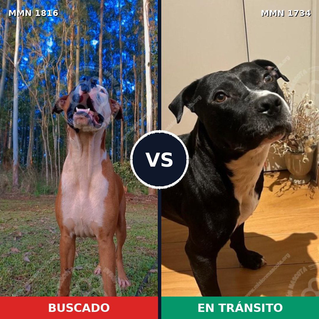 Comparativa MMS 39883: mascota perdida y mascota encontrada, 51% de similitud
